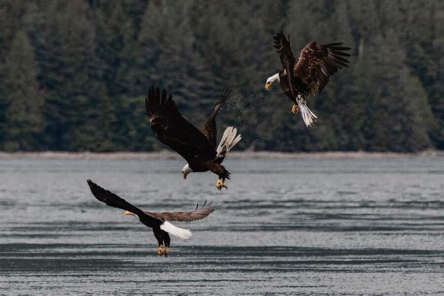 Campbell River: Whales and Wildlife Boat Tour with Snacks - Leaving from Discovery Harbour Marina
