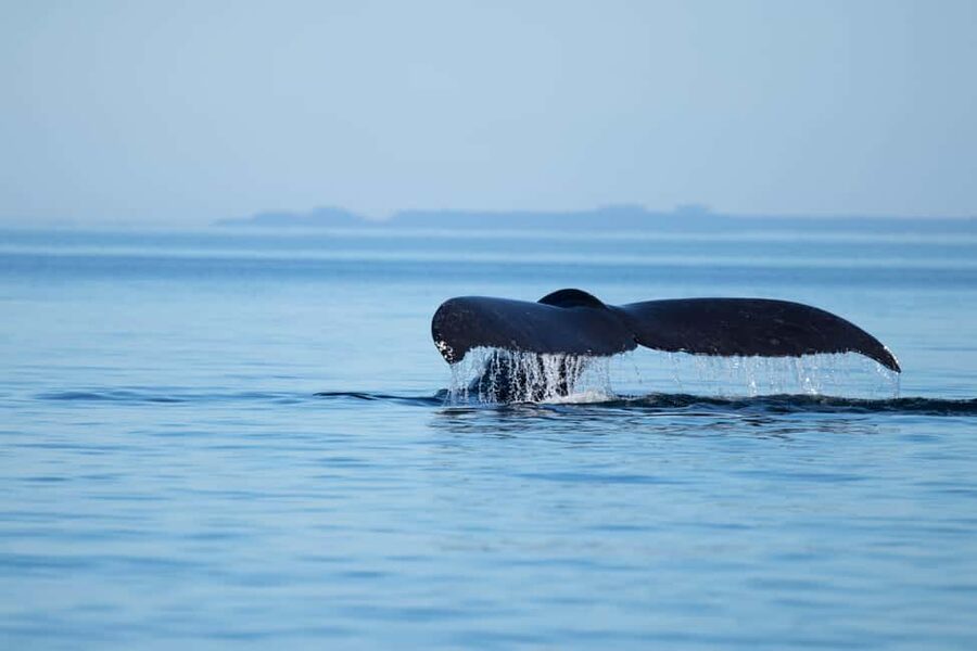 Campbell River: Whales and Wildlife Boat Tour with Snacks - The first stretch across Discovery Passage