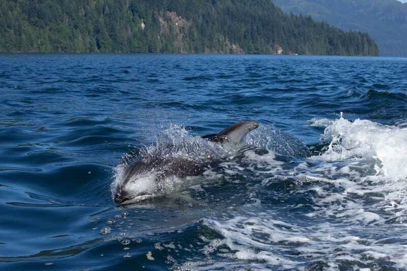 Campbell River: Whales and Wildlife Boat Tour with Snacks - Searching for seals, porpoises, and eagles