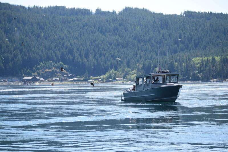 Campbell River: Whales and Wildlife Boat Tour with Snacks - Summer whales, orcas, and dolphins