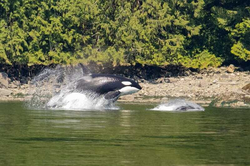 Campbell River: Whales and Wildlife Boat Tour with Snacks - Spring and fall bear watching
