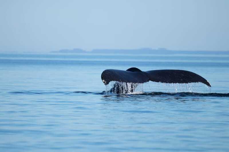 Campbell River: Whales and Wildlife Boat Tour with Snacks - Snacks, drinks, and the limits of the food service