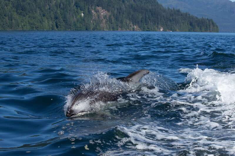Campbell River: Whales and Wildlife Boat Tour with Snacks - What the 30-foot boat means for your comfort