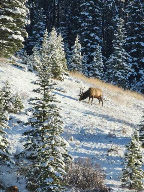 Canmore/Banff: Explore Banff & Wildlife - Mount Norquay brings the high view