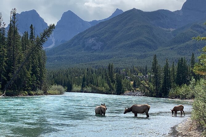 Canmore Cowboys and Coal Miners History Tour - 2H Walk - Seeing the old mine area without entering a mine