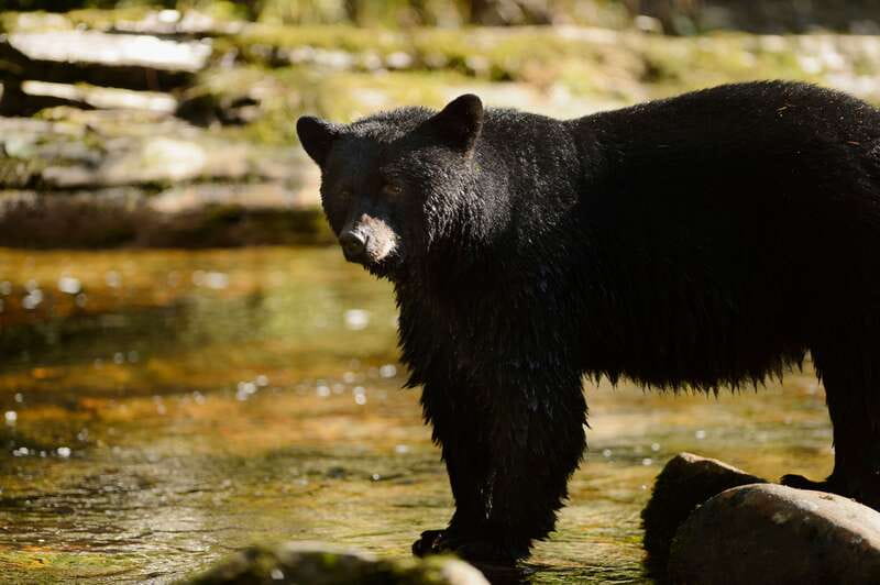 Canmore: PRIVATE SAFARI Drive to BANFF Park & Nature Walk - The one-hour walk can change with the weather