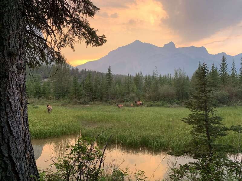 Canmore: PRIVATE SAFARI Drive to BANFF Park & Nature Walk - A second drive adds more viewing time
