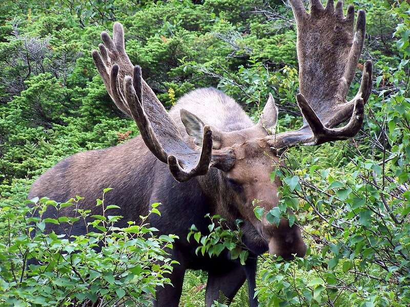 Canmore: PRIVATE SAFARI Drive to BANFF Park & Nature Walk - Who should choose this Banff experience?