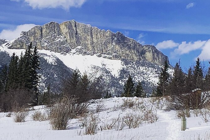 Canmore: Wilderness & Wildlife Tour - 2hr Walk - Wildlife signs matter more than a guaranteed sighting