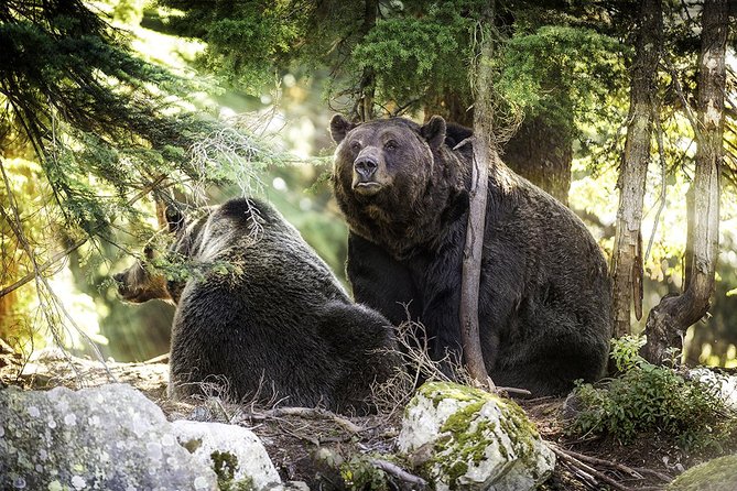 Capilano Suspension Bridge + Grouse Mountain Tour - What the guide adds to the day