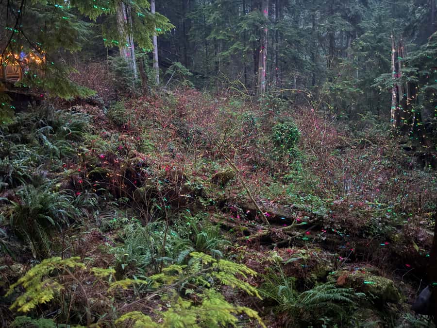 Capilano Suspension Bridge/Private/Small Group/By LUX CAR - Cliffwalk along the granite canyon