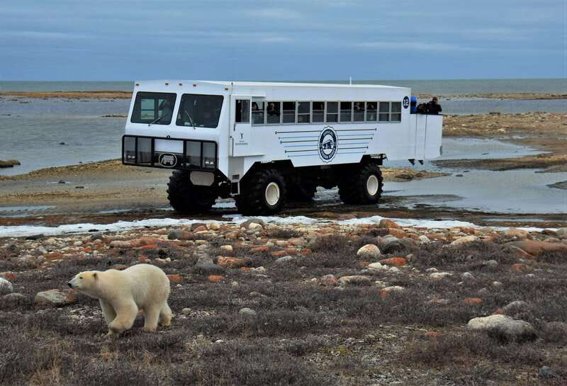 Churchill: Exclusive Tundra Buggy Day Trip - Why the Tundra Buggy works so well in Churchill