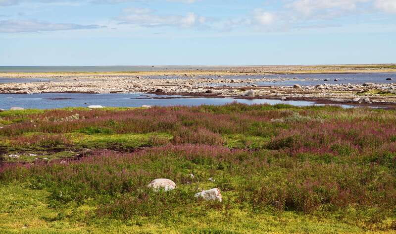 Churchill: Exclusive Tundra Buggy Day Trip - Autumn: the season for polar bears