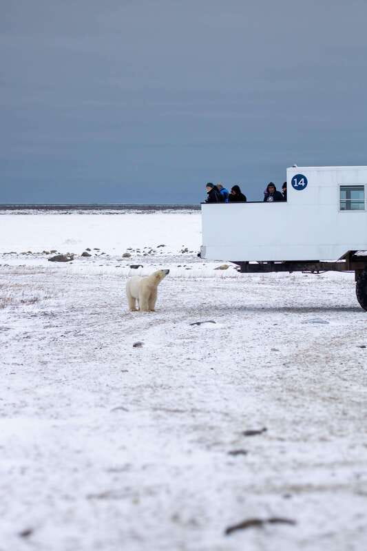 Churchill: Exclusive Tundra Buggy Day Trip - Lunch, refreshments, and the practical comforts