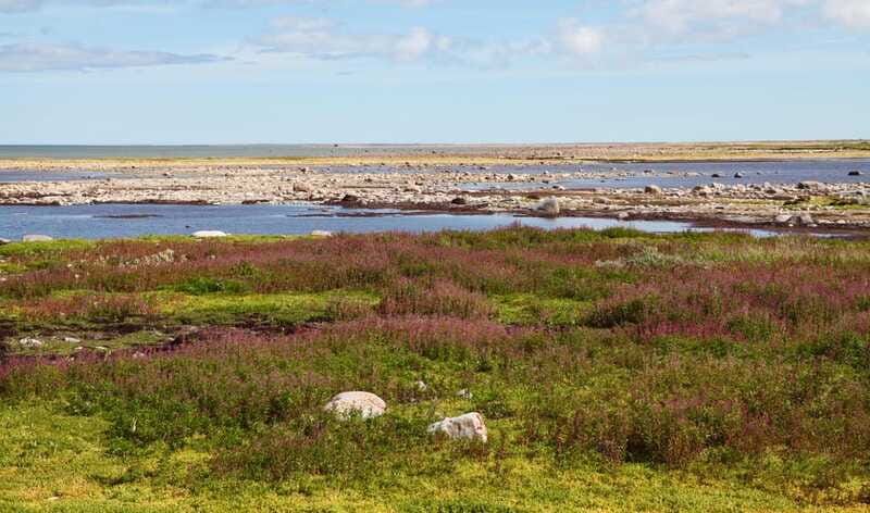 Churchill: Exclusive Tundra Buggy Day Trip - How much value do you get?