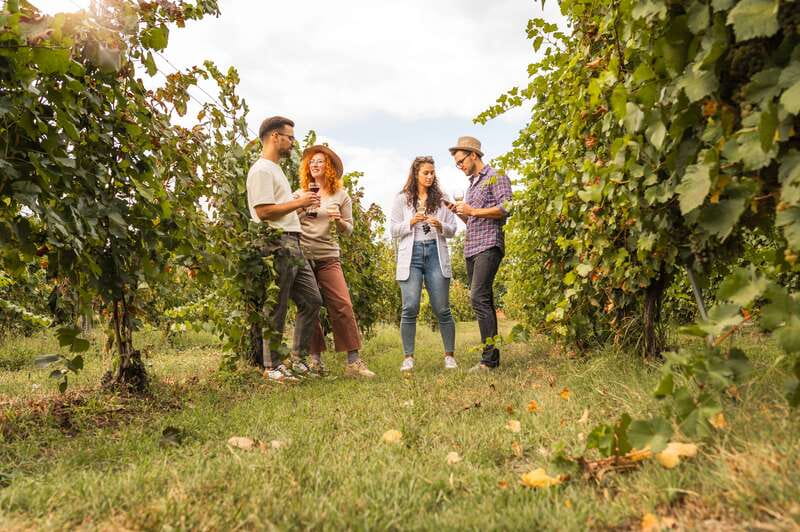 Collingwood: Blue Mountains Wine and Cider Tasting Tour - Booking advice and final verdict