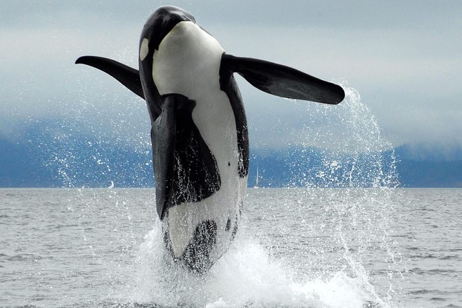 Cowichan Bay Half Day Whale & Wildlife Adventure - Key points to know before you book