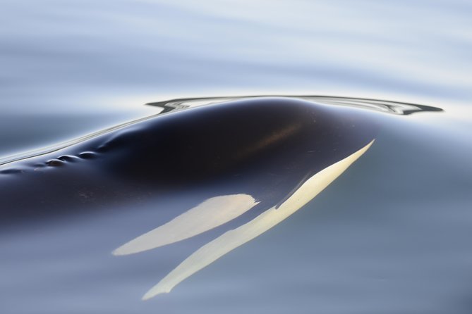 Cowichan Bay Half Day Whale & Wildlife Adventure - The guide’s commentary makes the difference