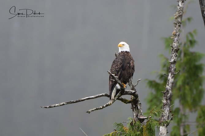 Cowichan Bay Half Day Whale & Wildlife Adventure - Weather, comfort, and the ride home