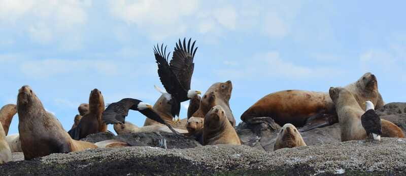 Cowichan Bay: Half-Day Whale & Wildlife Adventure - What the small group changes