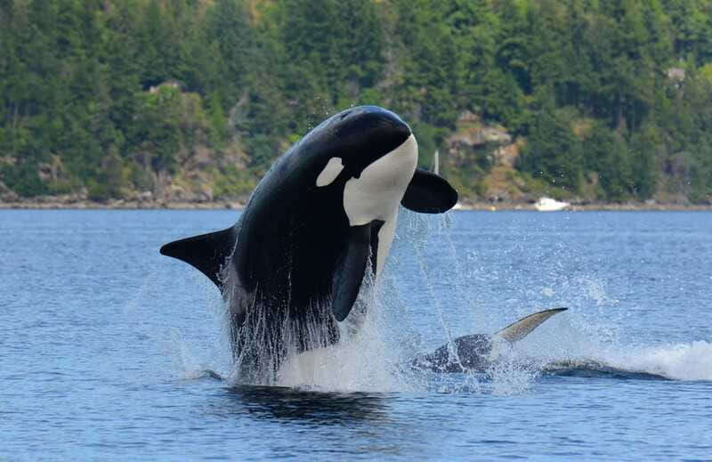 Cowichan Bay: Half-Day Whale & Wildlife Adventure - Who should book this boat trip?