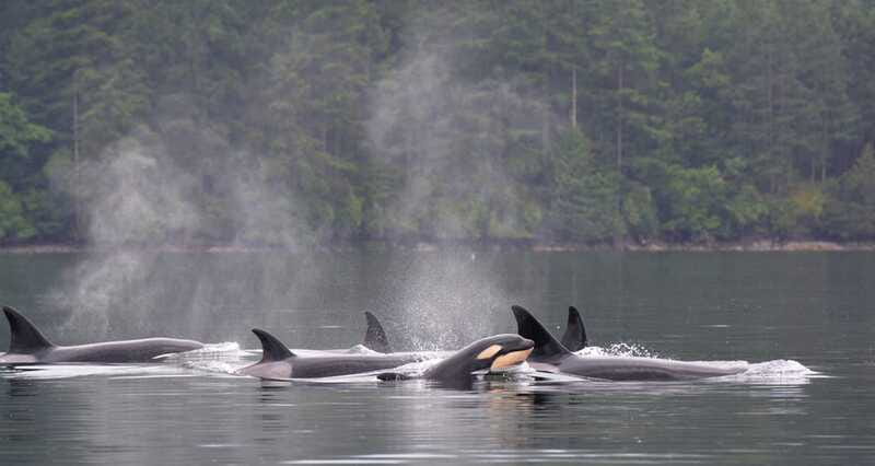 Cowichan Bay: Half-Day Whale & Wildlife Adventure - Practical tips for a better outing