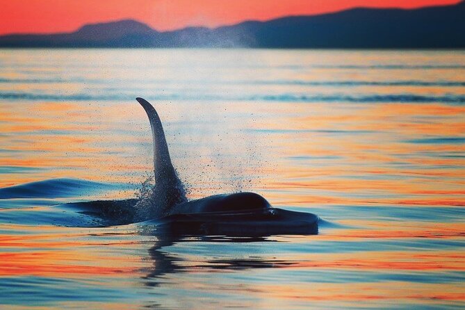 Cowichan Bay: Half-Day Whale & Wildlife Adventure - Meeting the crew at 1721 Cowichan Bay Road