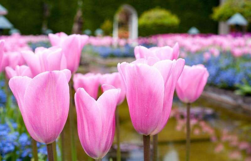 Day Trip from Vancouver to Victoria and Butchart Gardens - Why this Vancouver to Victoria day trip works