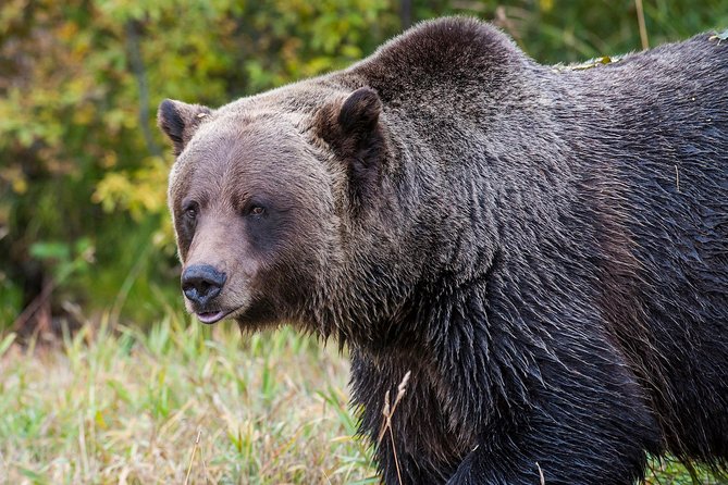 Discover Grizzly Bears from Banff - Starting from Banff between 7:55 and 8:35 a.m.