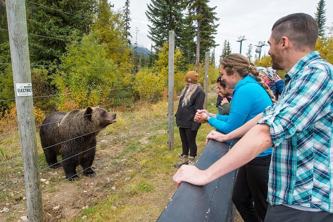 Discover Grizzly Bears from Banff - Meeting Boo inside a 20-acre grizzly habitat