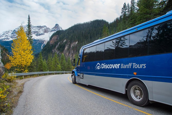 Discover Grizzly Bears from Banff - What is included, and where the value comes from