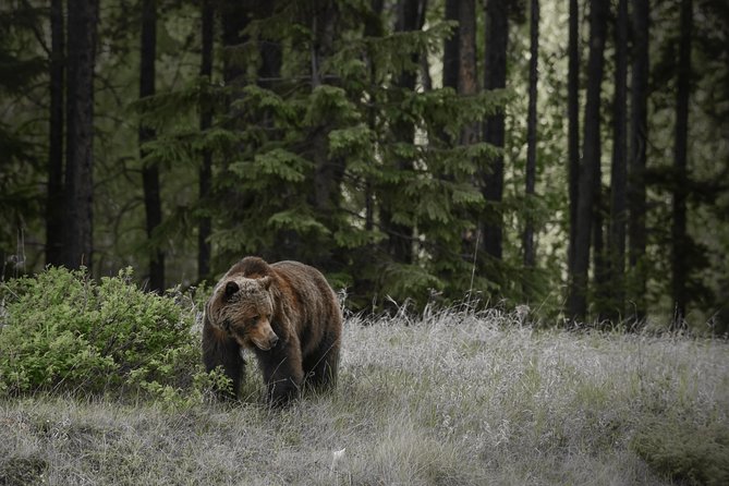 Discover Jasper and its Wildlife - Searching Jasper’s roads for wild animals