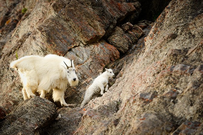 Discover Jasper and its Wildlife - Why the evening timing works