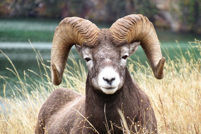 Discover Jasper and its Wildlife - Vehicle comfort and the viewing tradeoff