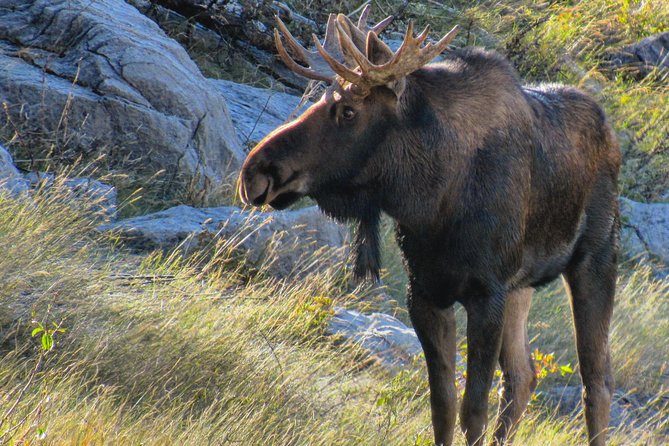 Discover Jasper and its Wildlife - The value of $67.91