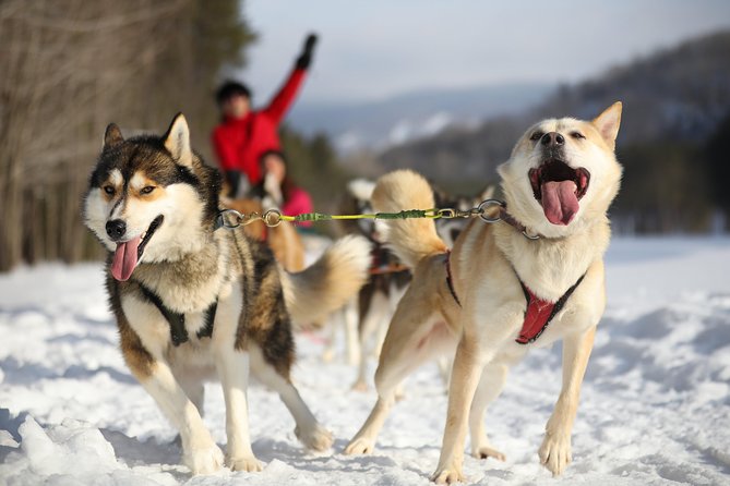 Dogsled Diable Adventure in Mont-Tremblant - Key points to know before you book