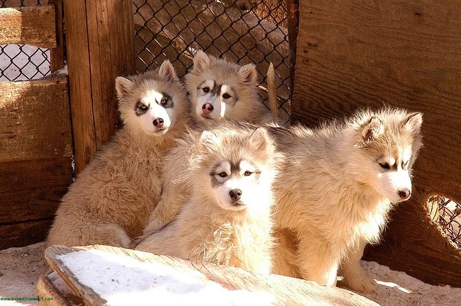 Dogsled Diable Adventure in Mont-Tremblant - Switching between driver and passenger