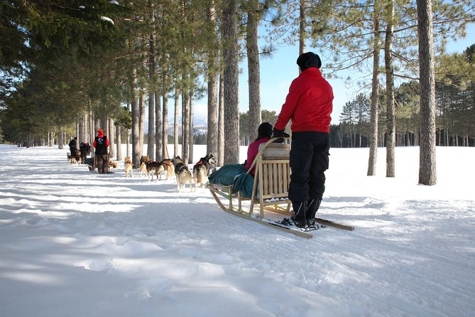 Dogsled Diable Adventure in Mont-Tremblant - Meeting the dogs after the ride