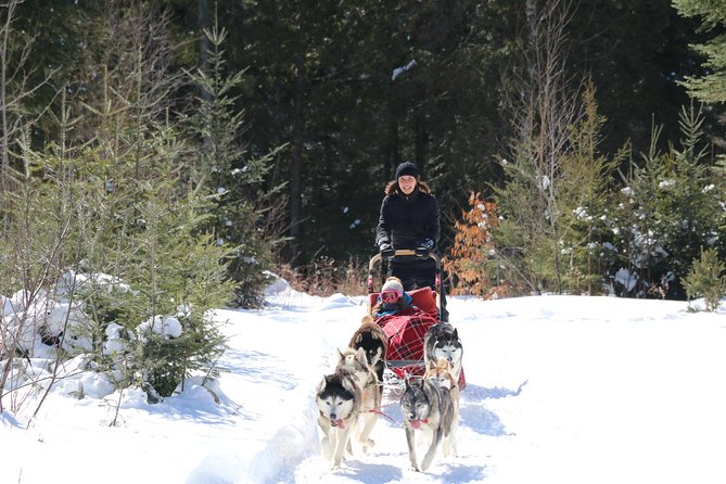 Dogsled Diable Adventure in Mont-Tremblant - Is $233.91 a fair price?
