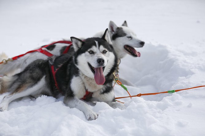 Dogsled Diable Adventure in Mont-Tremblant - Who should book the Diable adventure?