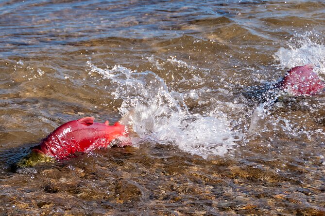 E-Bike Salmon Adventure - Mission Creek Regional Park and the Salmon Adventure