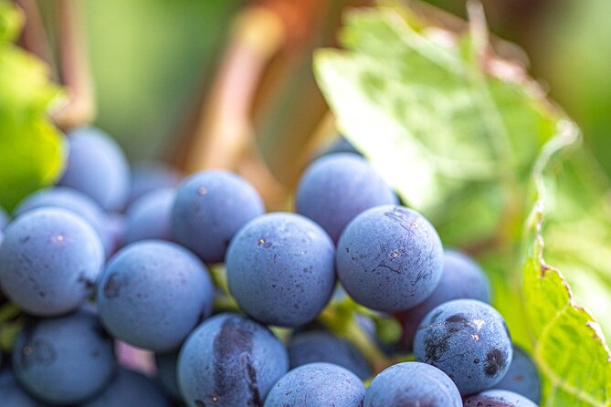East Kelowna Full Day Guided Wine Tour With 5 Wineries - The View Winery and Vineyard: a fitting final stop