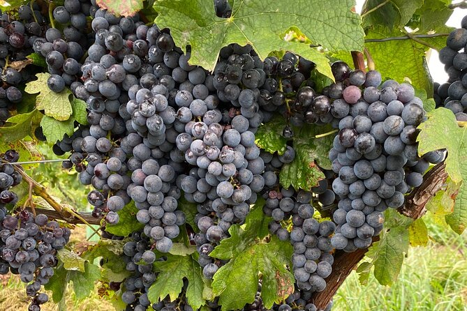 Epic Wine and Waterfall Tour - Why the small group changes the day