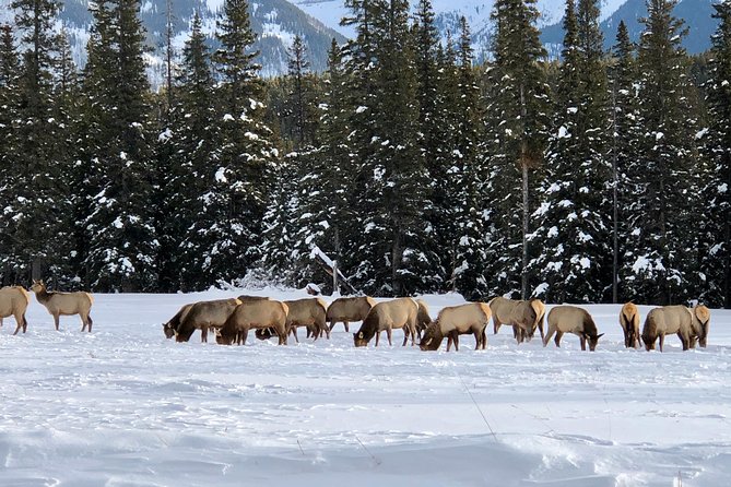 Experience Banff & Lake Louise | Moraine - PRIVATE DAY TOUR - Moraine Lake and the seasonal access issue