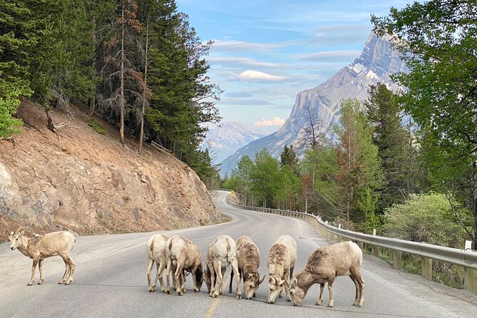 Explore Banff National Park with Our Premium Day Tour - Starting from Calgary, Canmore, or Banff