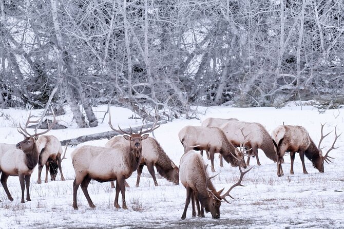 Explore Banff + Wildlife - Wildlife is a bonus, not the main product