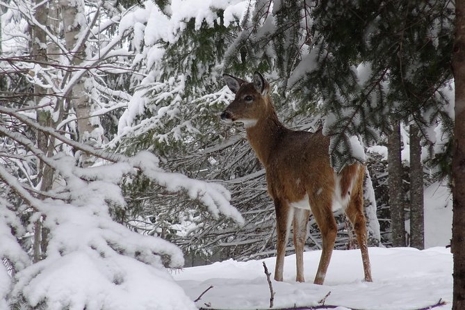 Fire Man Guided Snowshoe Tour in Mont-Tremblant - Who should book this Mont-Tremblant snowshoe tour?