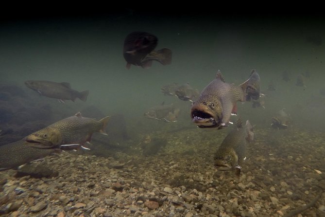 Fly Fishing Guided Experiences - Casting lessons for first-time fly fishers