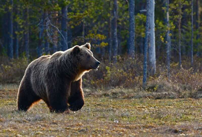 From Banff: Banff Wildlife & Scenic Highlights Premium Tour - Vehicle comfort and group size