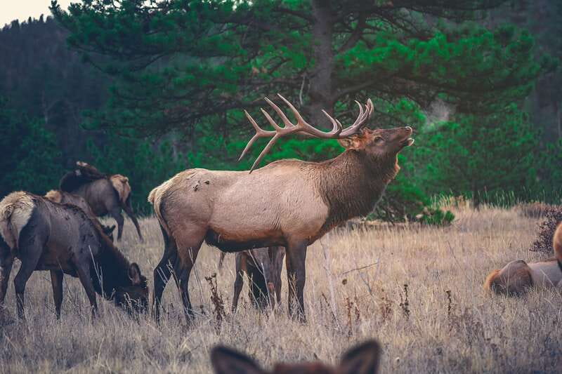 From Banff: Banff Wildlife & Scenic Highlights Premium Tour - The best season for this outing